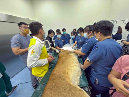 屏科大獸醫教學醫院出動14位小動物外科、影像科獸醫師與8位實習生與壽山動物園獸醫師、照護員合作